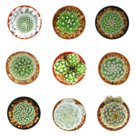 top view cactusの写真素材