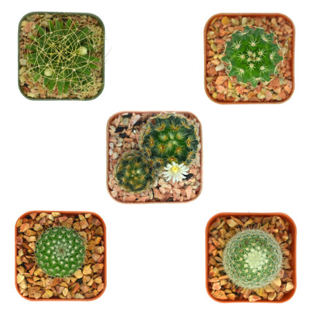 cacti top viewの写真素材