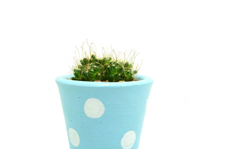 cute cactus potの写真素材
