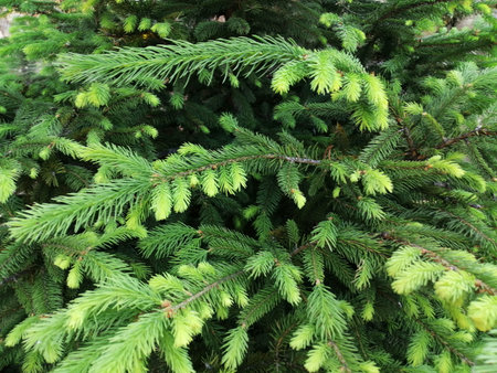 green spruce tree in the garden, close up of fir branches