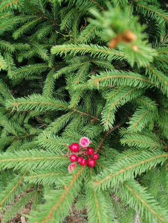 Fir tree branches with red berries and green leaves in the garden