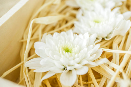 Close up white chrysanthemums in wood box, Beautiful white flower in a wooden boxの写真素材