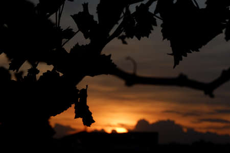 Grapes plant with beautiful golden sunset backgroundの写真素材