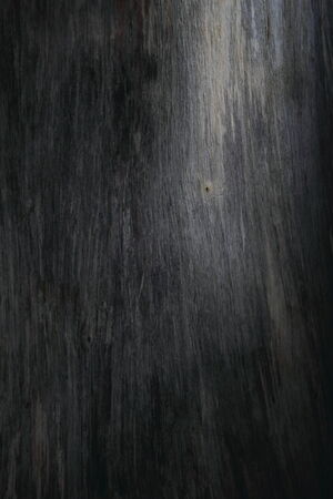 surface the treeの写真素材