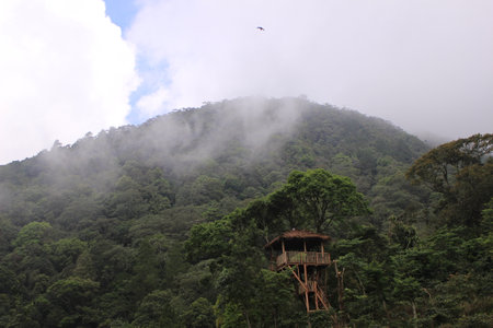 House tree in the forestの写真素材