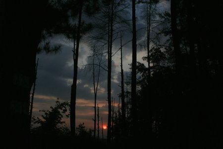 Sunset and forest silhouetteの写真素材