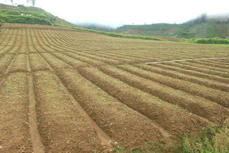 Agricultural field with unique textureの写真素材