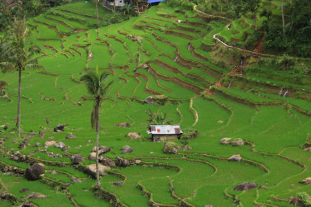 beautiful natural viewers of rice fields and forestsの写真素材