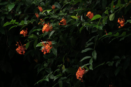 red flower against dark
background in tropical forest.