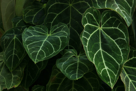 detail and texture of palm green leaves in tropical forest.