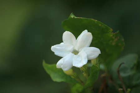 dew on beautiful white jasmine flowersの写真素材