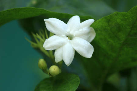 dew on beautiful white jasmine flowersの写真素材
