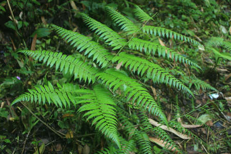 beautiful fern trees in the tropical jungleの写真素材