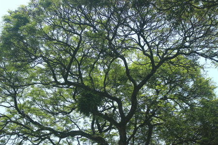 Beautiful and dramatic tropical forest area for memorable and romantic natural scenery photos.