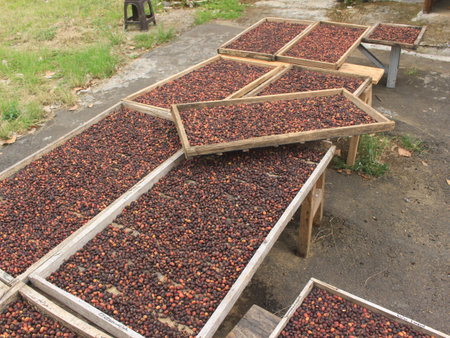 Indonesian coffee drying process on the home page