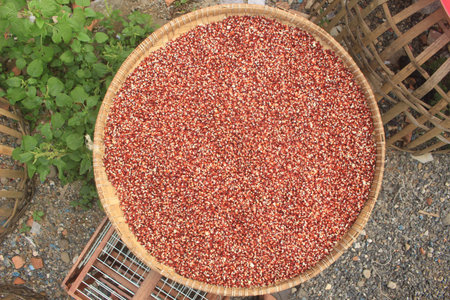 the process of drying red corn naturally to dry and produce quality dry corn.
