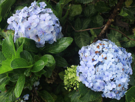 beautiful and romantic mountain hydrangea flowers,  colorful and exotic.