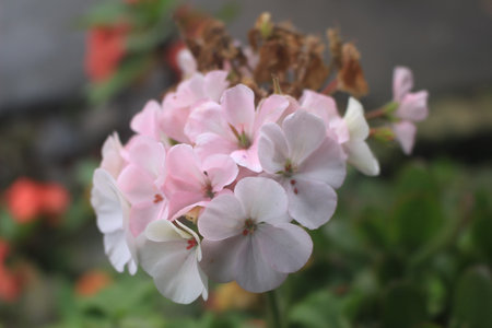 pink flowers in a beautiful and romantic garden.