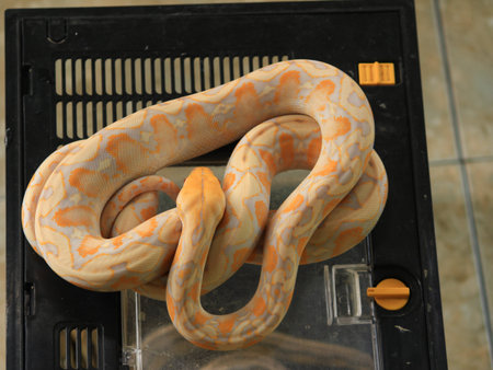 white python with exotic skin color and pattern white python with exotic skin color and pattern
