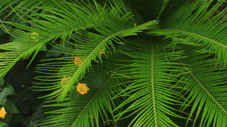 Beautiful and refreshing nature detail from the dew on the leaves of the Cycad plant, this plant is ornamental and full of tropical feel.の写真素材