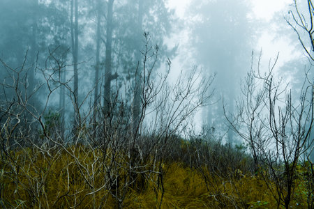 the natural beauty of climbing Mount Tambora in West Nusa Tenggara province, Indonesia. This mountain is famous for having the largest crater.の写真素材