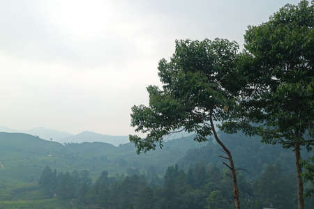 High-mountain tea plantation, west javaの写真素材