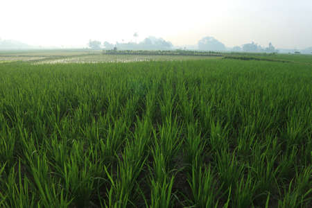 The atmosphere in the morning on the rice fieldsの写真素材