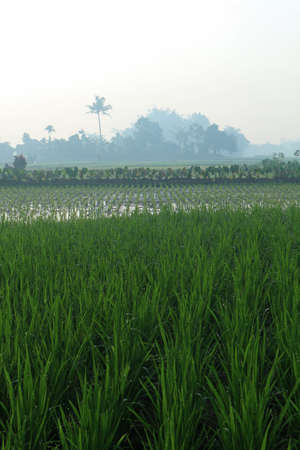The atmosphere in the morning on the rice fieldsの写真素材