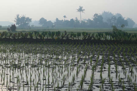 The atmosphere in the morning on the rice fieldsの写真素材