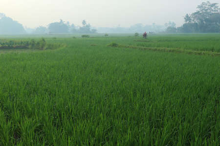The atmosphere in the morning on the rice fieldsの写真素材