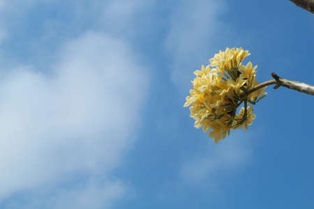 Frangipani flowers against a background of sky blueの写真素材