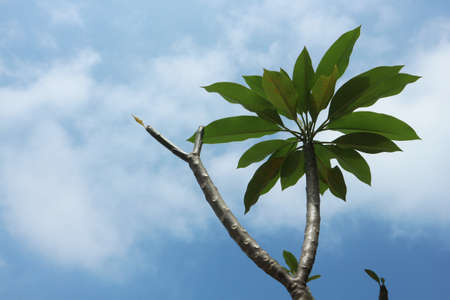 Frangipani flowers against a background of sky blueの写真素材
