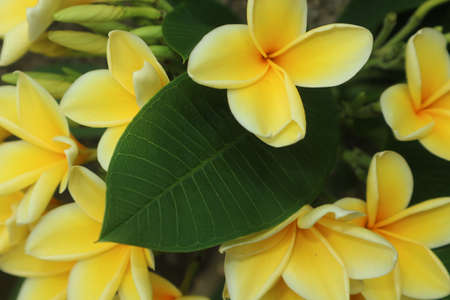 Yellow frangipani flower close upの写真素材