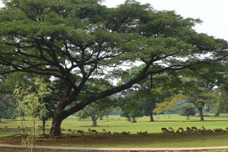 Trees and leaf tropical nature rain forestの写真素材