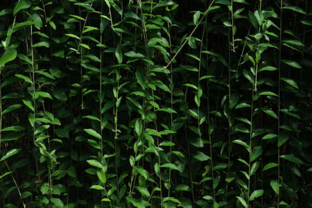 Green leaves close up, tropical rain forestの写真素材