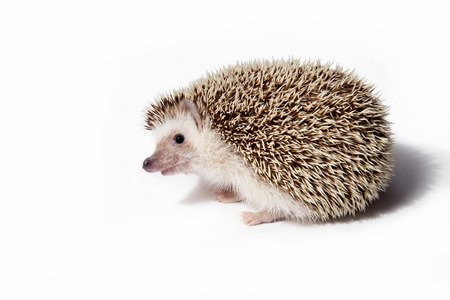 Hedgehog isolate on white backgroundの写真素材