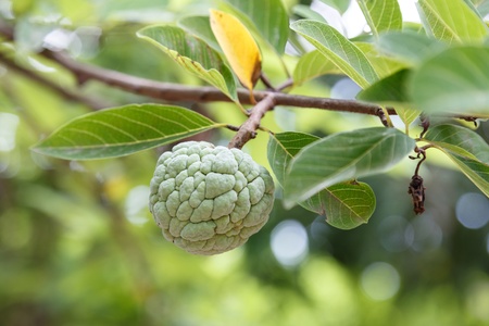Custard apple, Fresh Fruitの写真素材