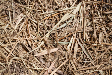 Dry grass and bamboo leaves texture の写真素材