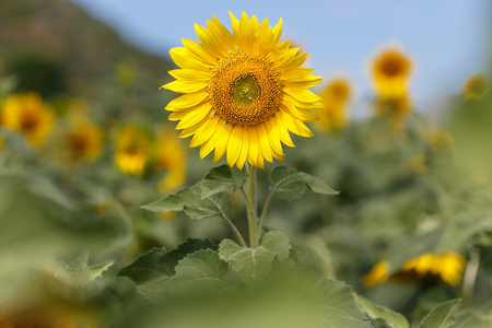 Sunflower  field on a sunny Day with blur backgroundの写真素材