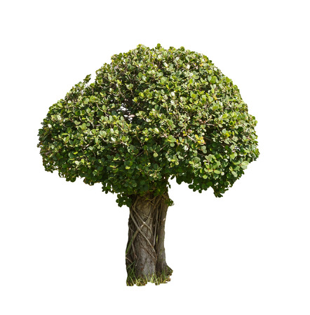 the tree isolated no white backgroundの写真素材