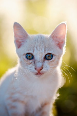 Cute little cat looking alone