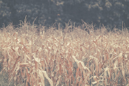 shrivel Corn background, Vintage color.