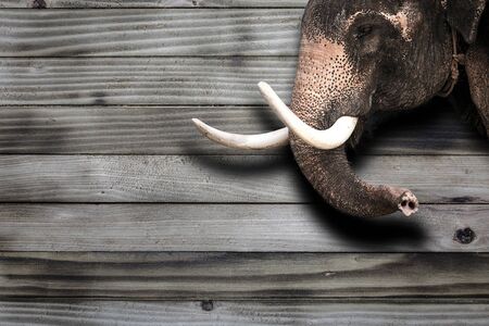 Wood background and head-elephantの写真素材