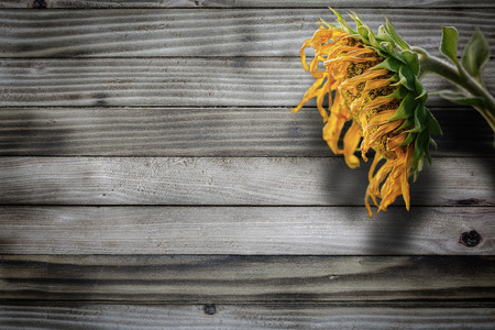 wood background and sunflowerの写真素材