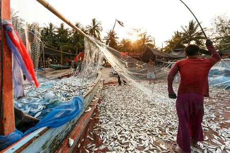 Coastal fishing are helping to take the fishs out of the nets, at Nakhon Si Thammarat province Thailand on March 20, 2015のeditorial素材