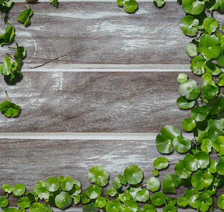 Hydrocotyle [ centella asiatica ] on the  old wood background, textureの写真素材
