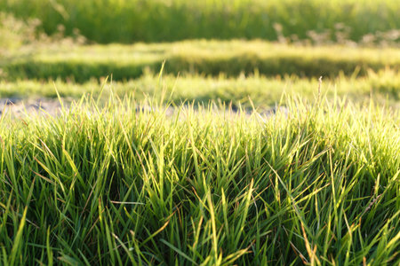 Fresh grass background in nature
