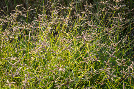 Tropical fresh meadow background