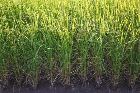 Rice field at surin province thailandの写真素材