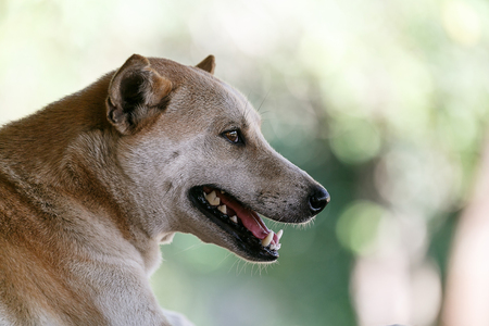 Thailand dog breeds are staring.and blur backgroundの写真素材